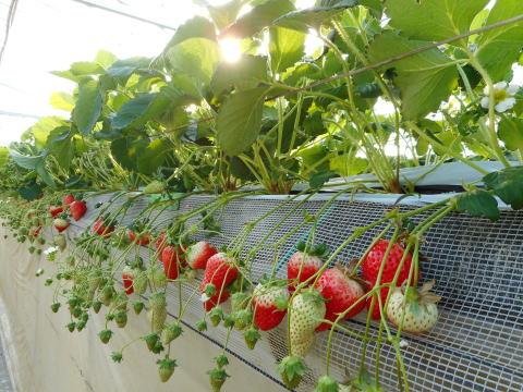 ���܂��Ƃ߂̎ʐ^