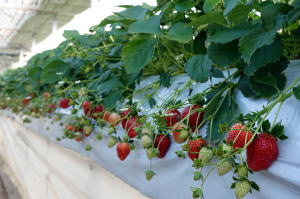 ����C�x���[�̎ʐ^