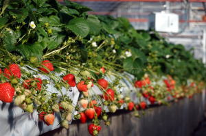 ���݂̂�̎ʐ^