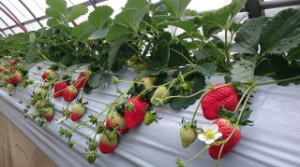 �`�[�o�x���[�̎ʐ^